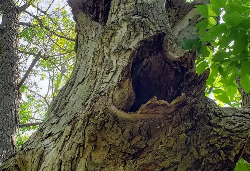 De ce avem tendința să vedem fețe în obiecte? Explicația fenomenului pareidolia