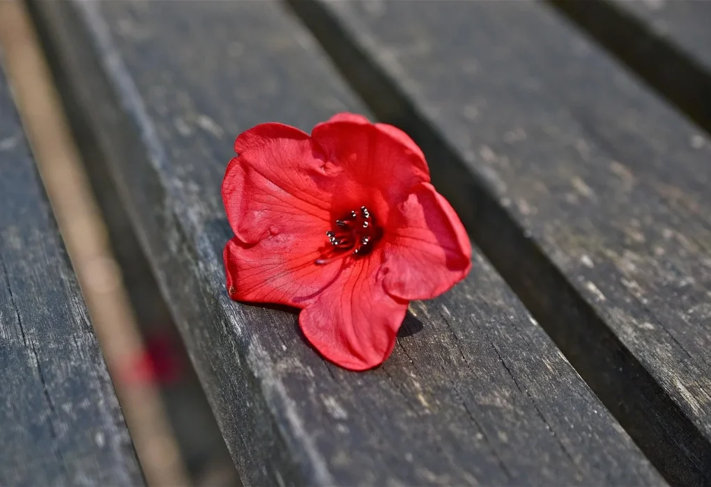 Ce îngrășământ se folosește la dipladenia și cum să o îngrijești corect