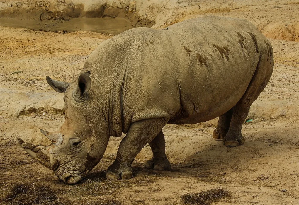 Animale care nu mai există: Ce factori le-au grăbit dispariția în timpurile noastre